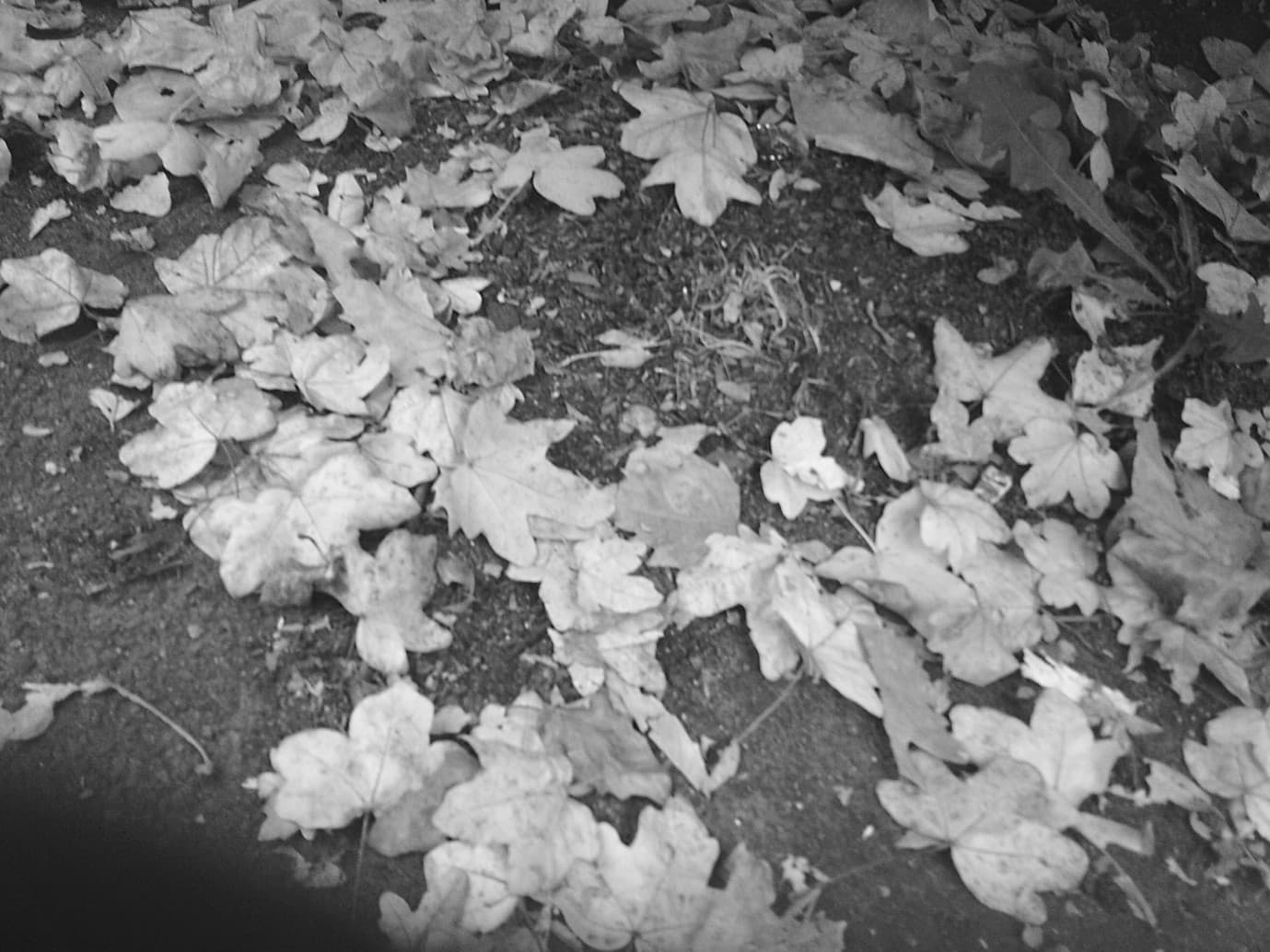The leaves fall off the tree when it's very windy.