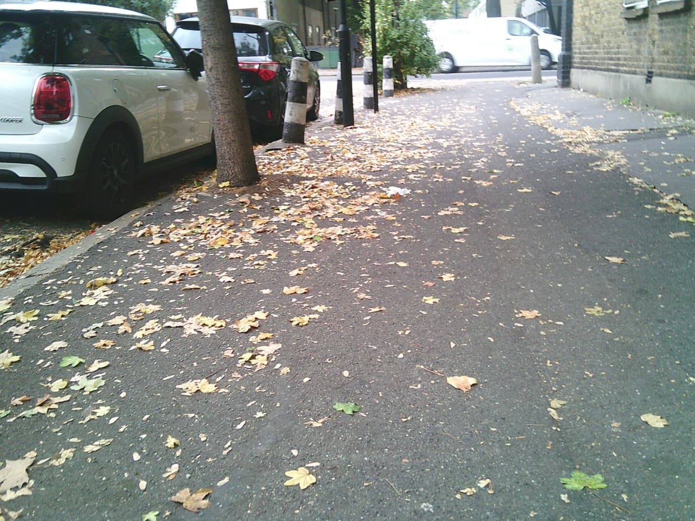All the leaves fall off the tree when it's so cold.